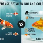 difference between koi and goldfish
